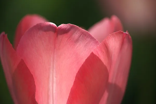 Bright tulip thumbnail