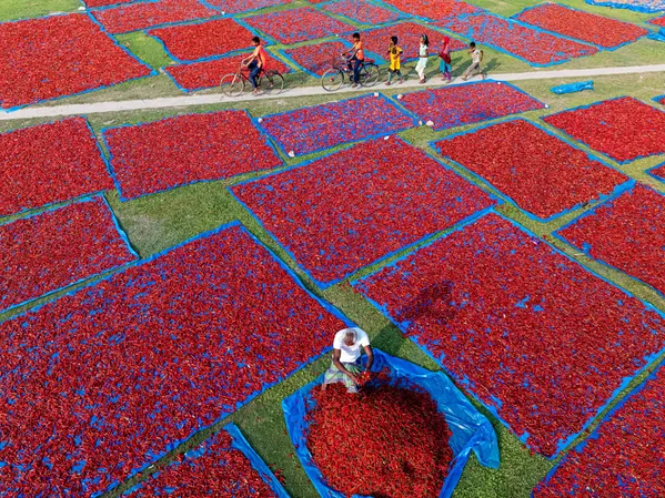 The Red Gold: Drying Chilies Under the Sun thumbnail