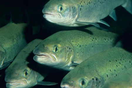 Atlantic salmon are much more commonly farmed than their Pacific counterparts. After decades of farming, they are fast growing and thought to be fairly resistant to disease. Pictured here are farm-raised Atlantic salmon from Chile.