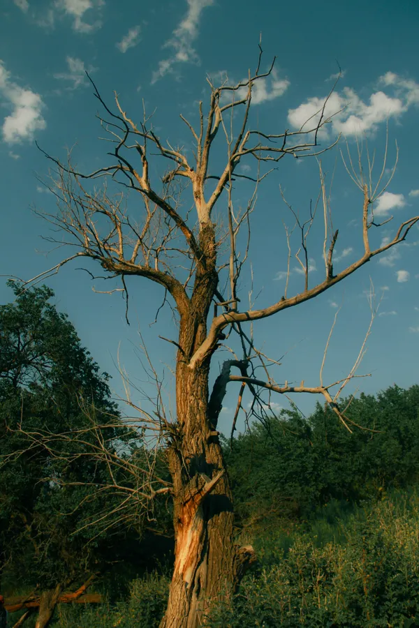 The Lone Form thumbnail