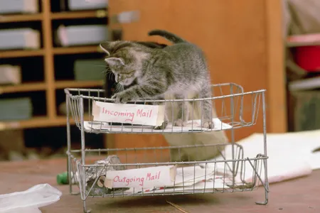 This kitten, though adorable, was not one of the post office cats. 