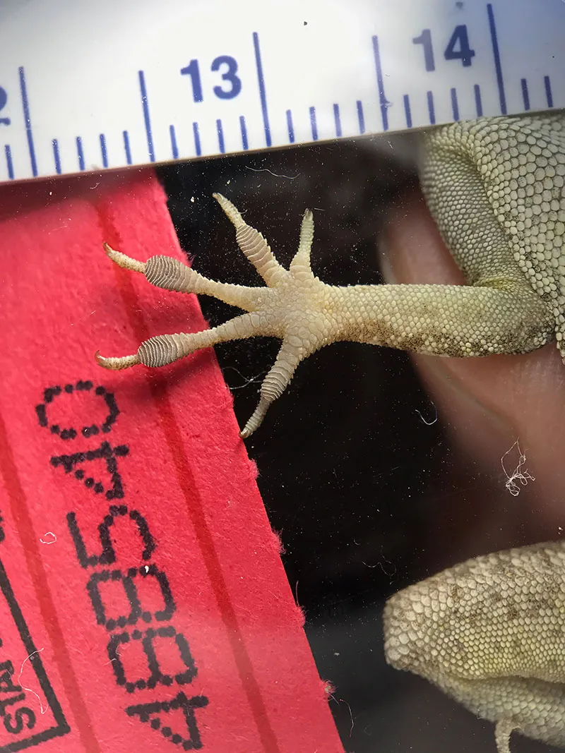 Lizards With Bigger Toes and Smaller Hind Legs Survive Hurricanes