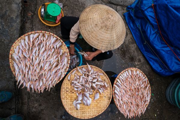 Woman sorting fish in the market thumbnail