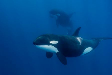 Orcas are highly social and are likely learning the boat-ramming behavior from one another.