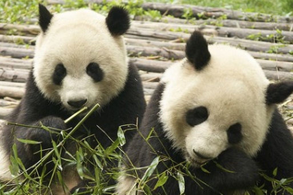 Pandas munch on bamboo for most of the day.