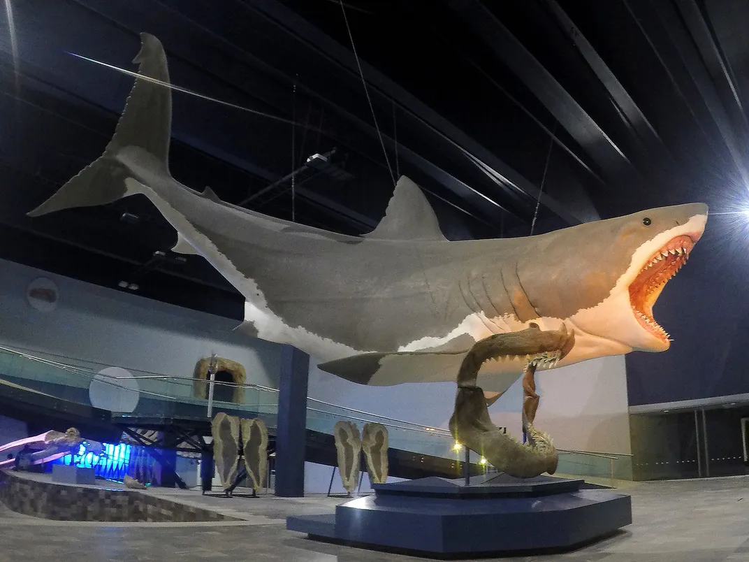 Otodus megalodon