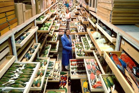 Roxie Laybourne's work changed the role of museums in public life by turning the Smithsonian’s collection of thousands of birds into an applied science tool.