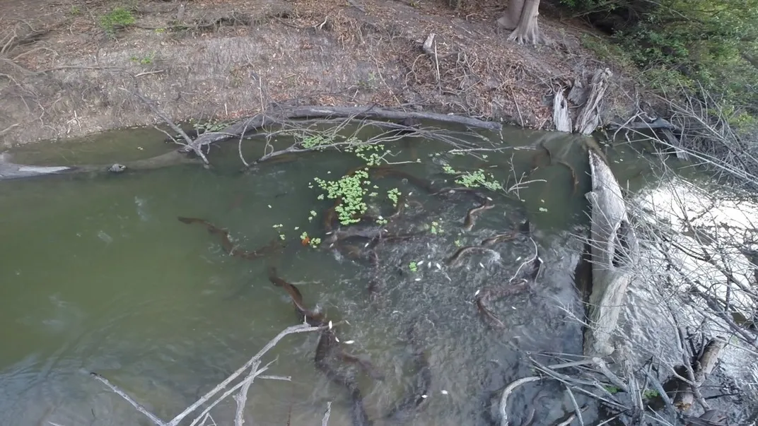 A group of eels in a river next to brush.