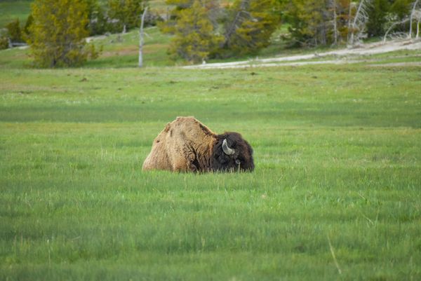Bison in the Grass at Yellowstone National Park thumbnail