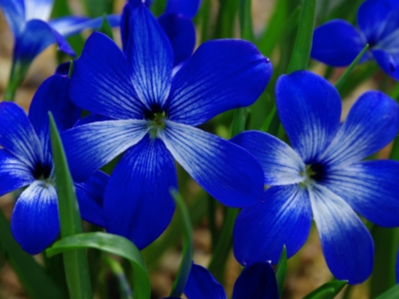 Extinct Plants In The Last 500 Years