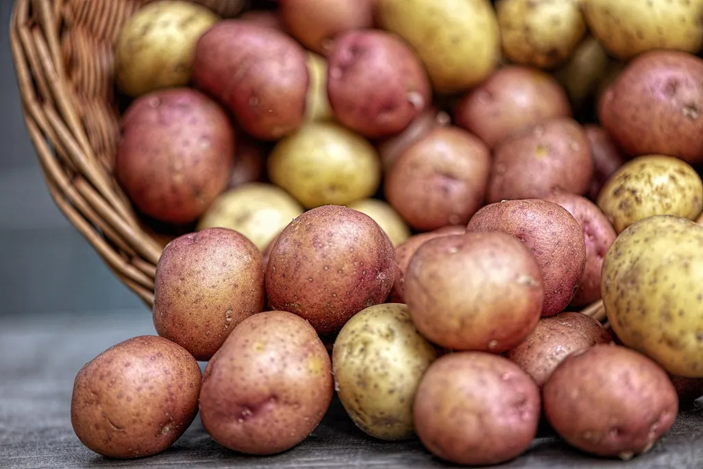 A basket of red and white potatoes spilling out onto the ground