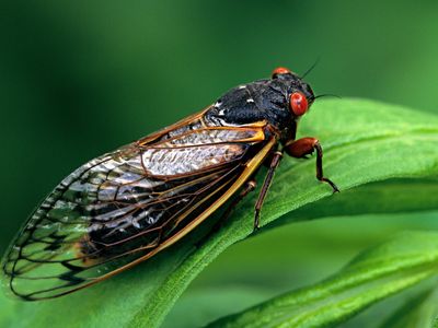 And adult magicicada cicada requires 17 years to complete development.