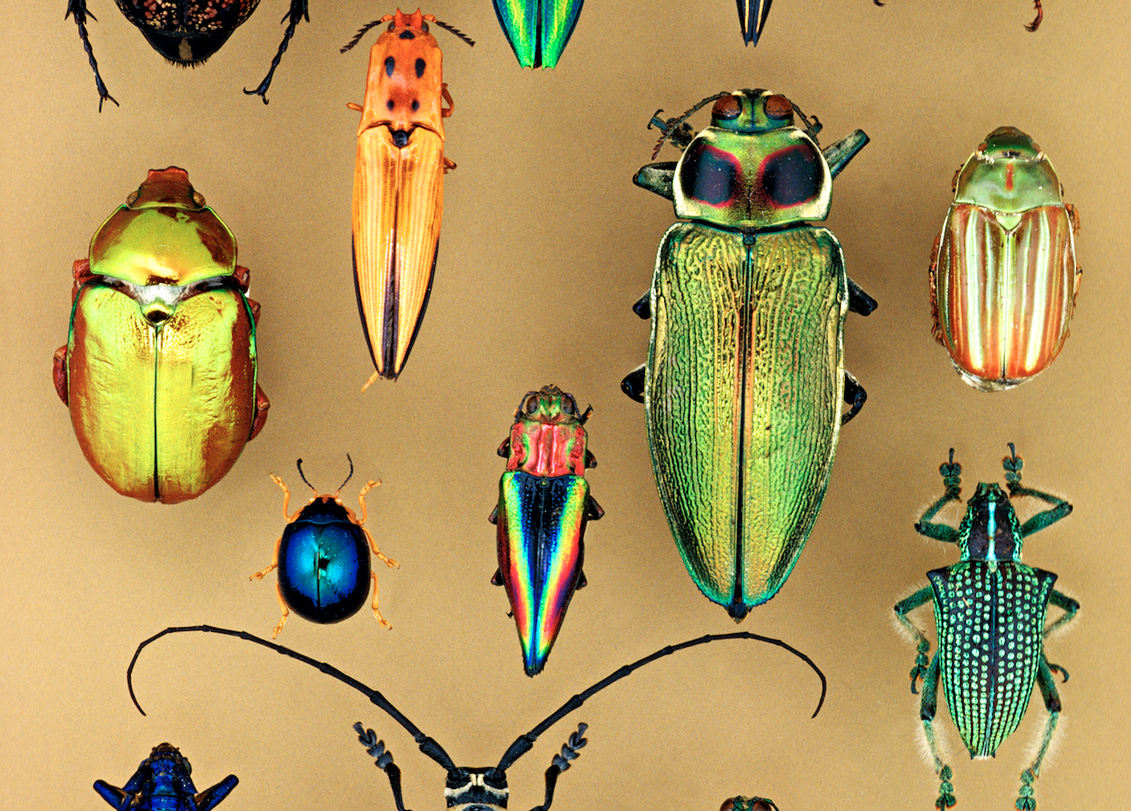 Check Out These Wondrous Objects on Display Before They Return to the ...