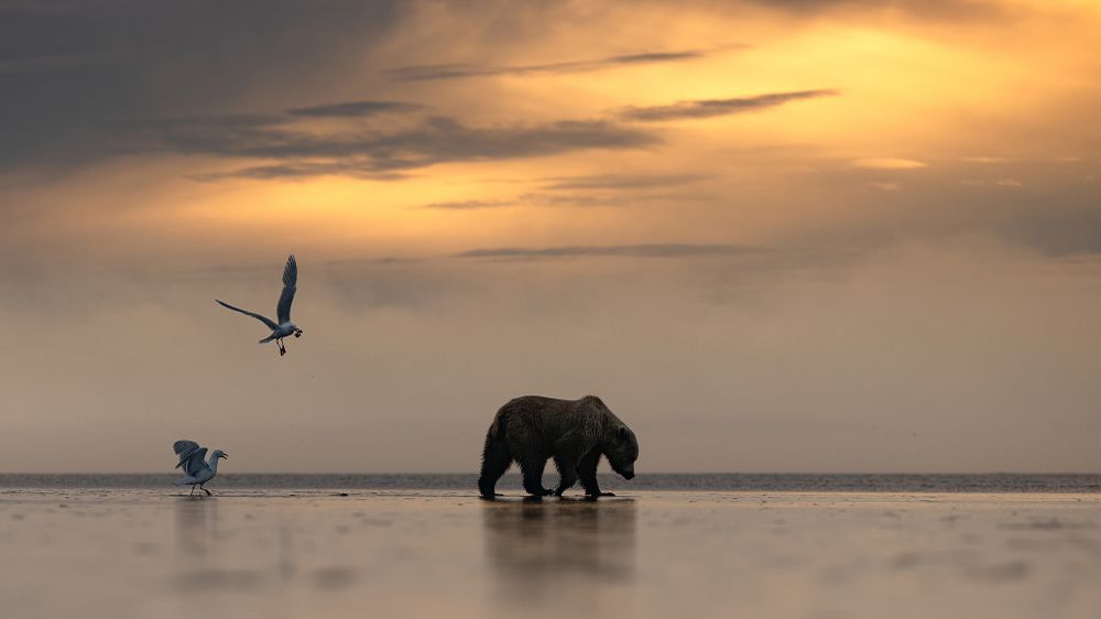 Diffused soft morning light reflecting on the mud flats of Lake Clark National Park and Preserve.  As a coastal brown bear discards the remains of an unearthed bivalve, competitive gulls sweep in for the scraps. Gulls rely on the bears' foraging and powerful digging of razor clams for an easy source of food.