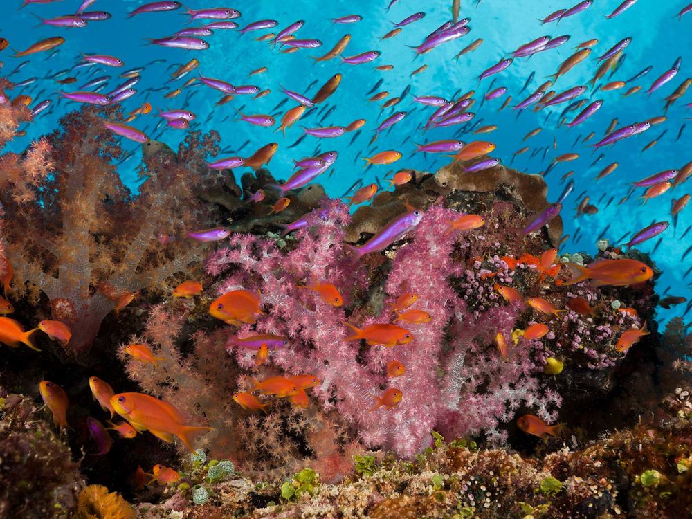 Coral Reef in Fiji