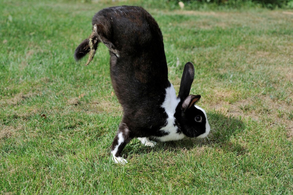 A black and white rabbit stands on its front paws, with its butt in the air, on a grassy lawn 