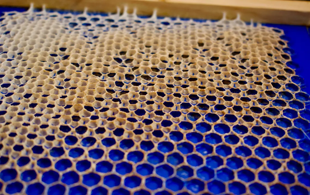 una colmena encima de un panel de plástico