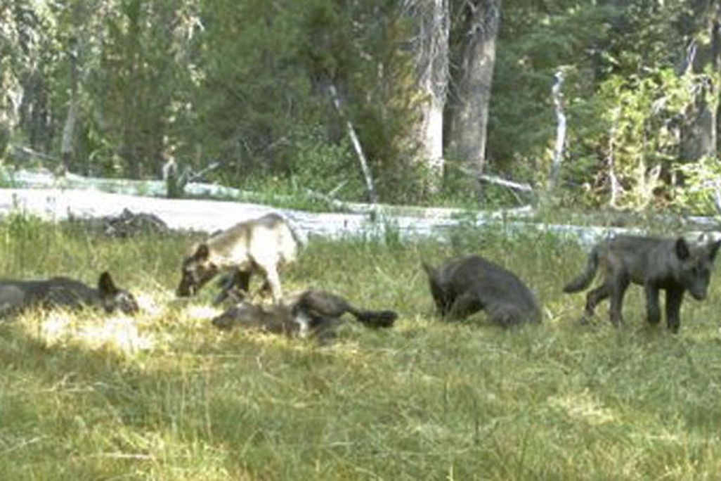 Calif. wolf pack