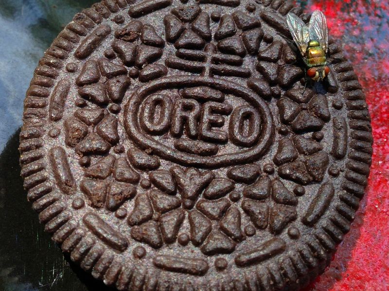 Fly on cookie Smithsonian Photo Contest Smithsonian Magazine