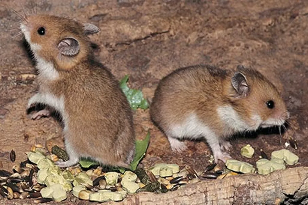 Syrian hamsters