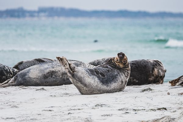 Say 'cheese' - A seal's weird pose for a photo thumbnail