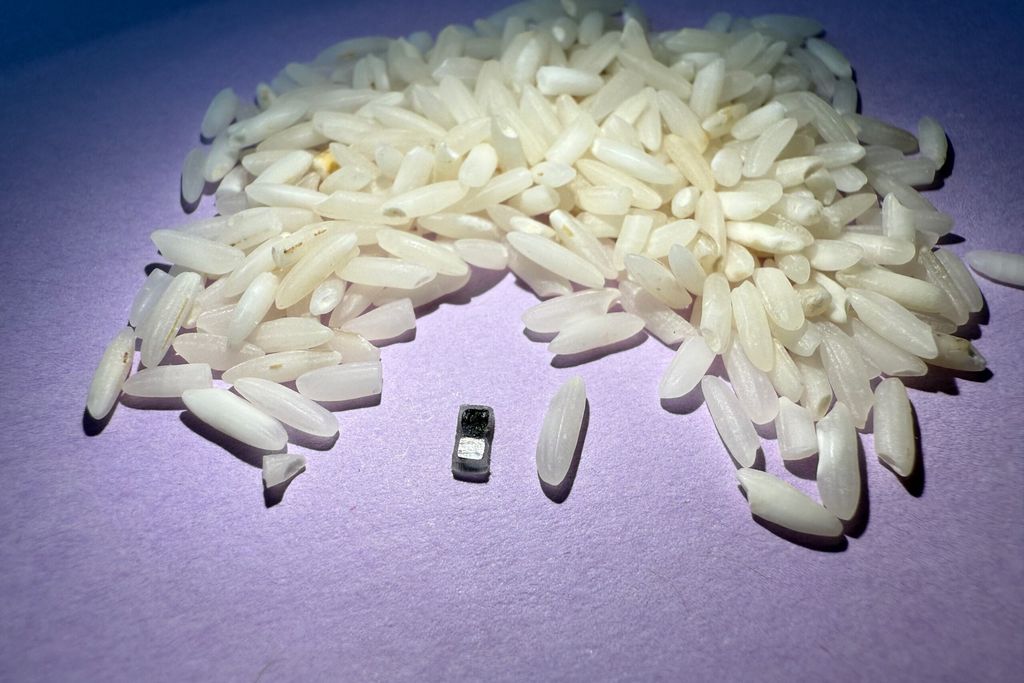 the tiny pacemaker device next to a grain of rice, with a small pile of rice behind it