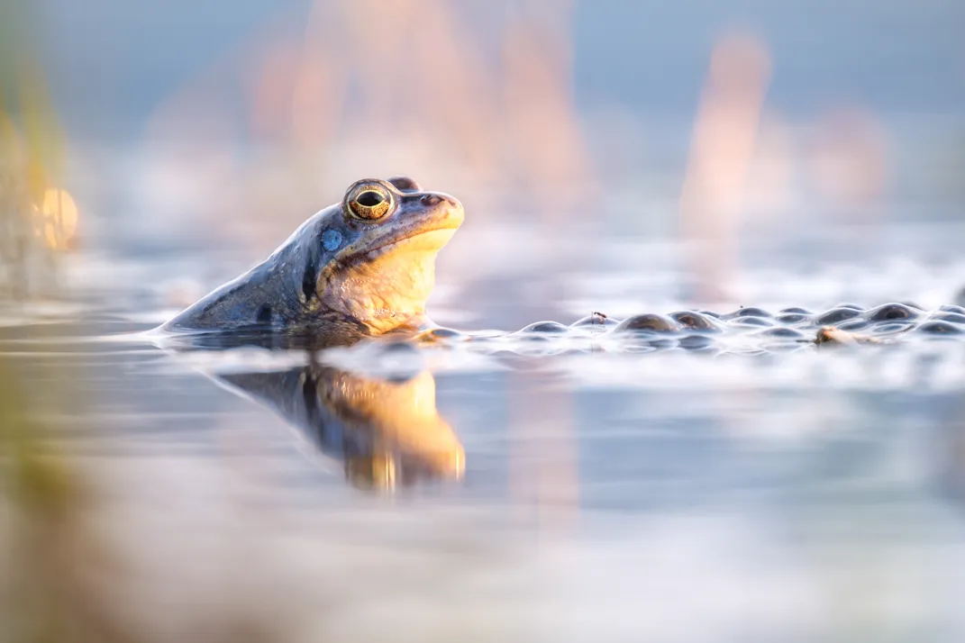 A frog sits on the edge of a lake