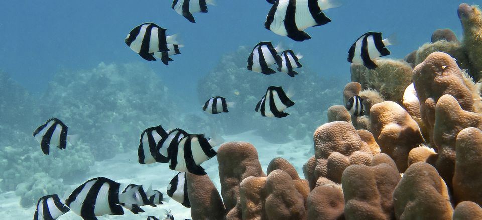  Tropical fish (Humbug Dascyllus) and pillar coral in the lagoon of Bora Bora 