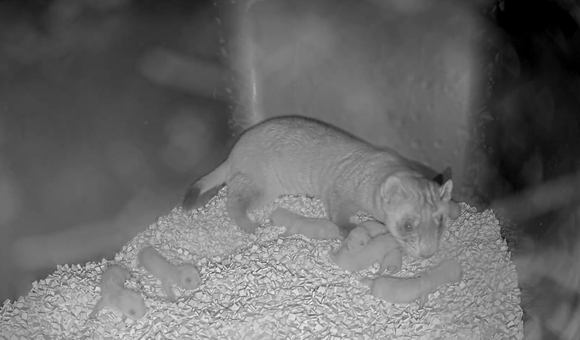 Black-Footed Ferret 01 (6_2_2025 8_47_21 AM EDT).png