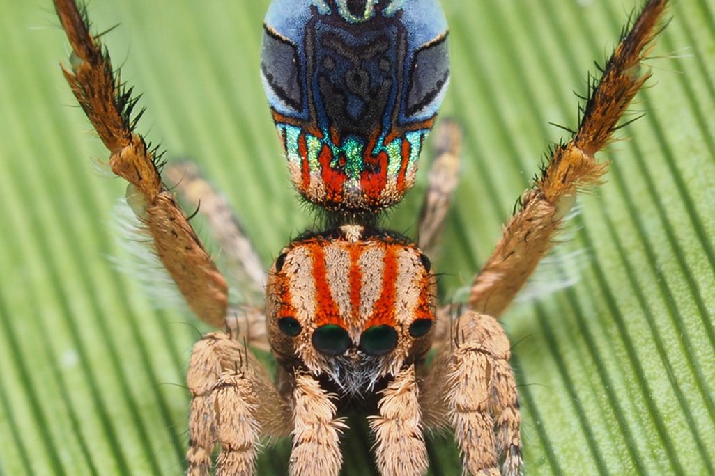 Maratus azureus (photo by Joseph Schubert).jpg