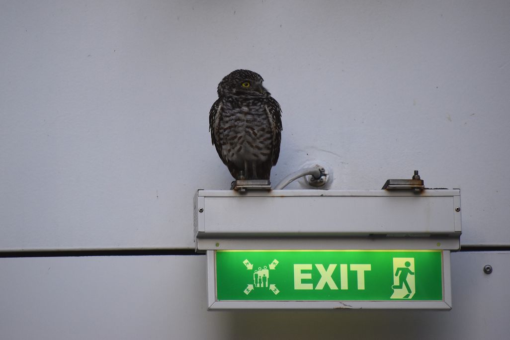 A small owl above an exit sign