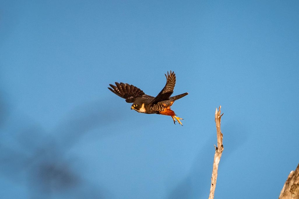 A bat falcon flies against a blue sky