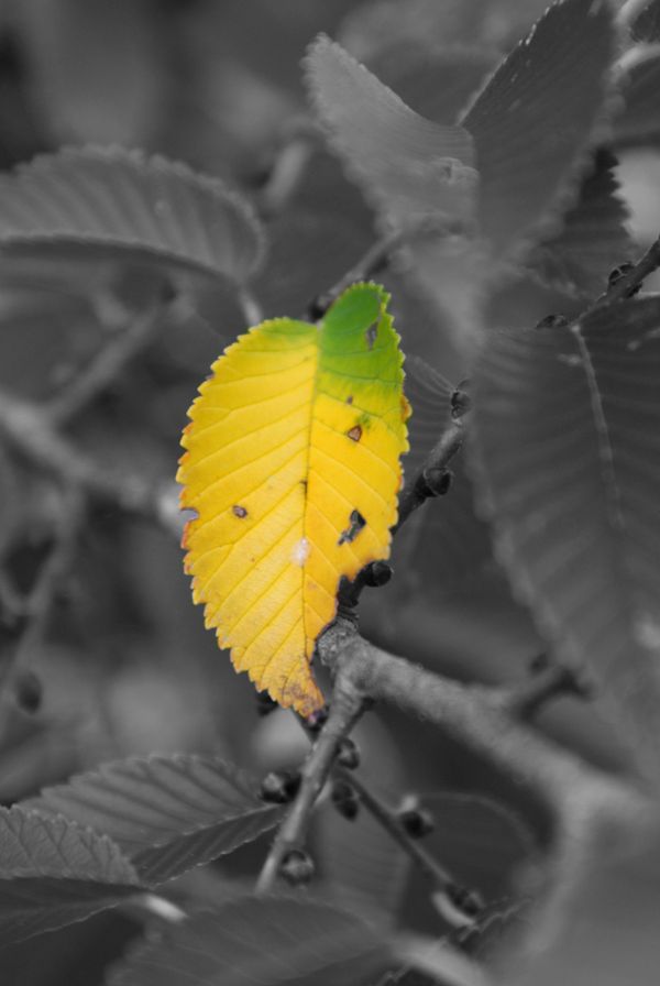 First signs of Fall thumbnail