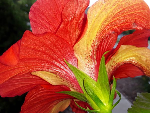 Beautiful Hibiscus in Full Bloom thumbnail