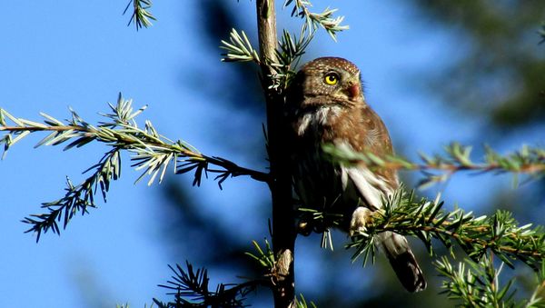 Pygmy Owl in profile atop a hemlock in the orchard.  thumbnail
