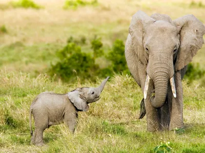 Elephants communicate in low rumbles, each listening for the resulting vibrations in the ground with their feet.