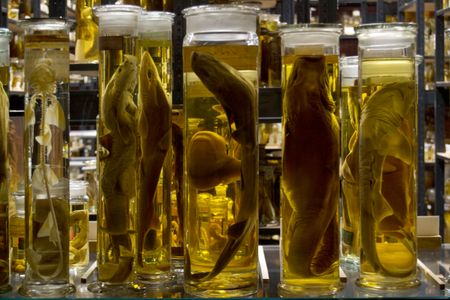 Though the pictured fish belong to a German research collection, they represent similar samples around the world that have come under attack.