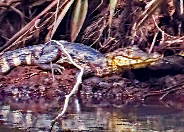 Caiman on a Log thumbnail