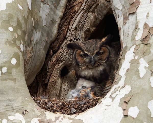 Great Horned Owl family thumbnail