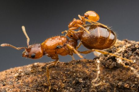 The bitty ant on top of the big one is a newly-described species of "rodeo ant," a queen that rides atop her perch by biting its waist. 