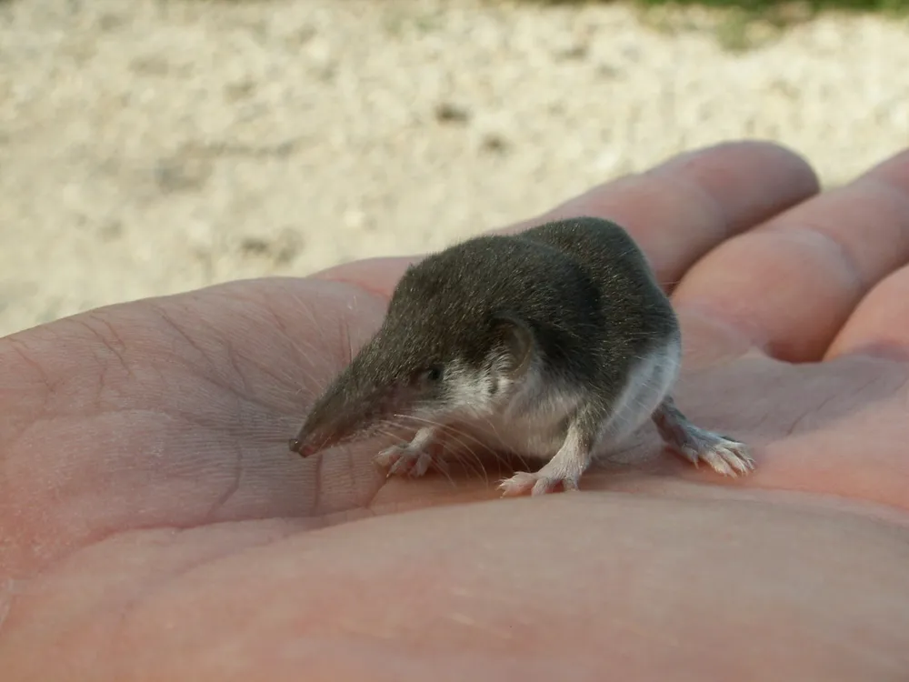 An image of a bicolored shrew sitting in someone's hand