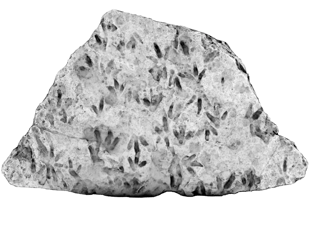 Rock covered in small three-toed footprints