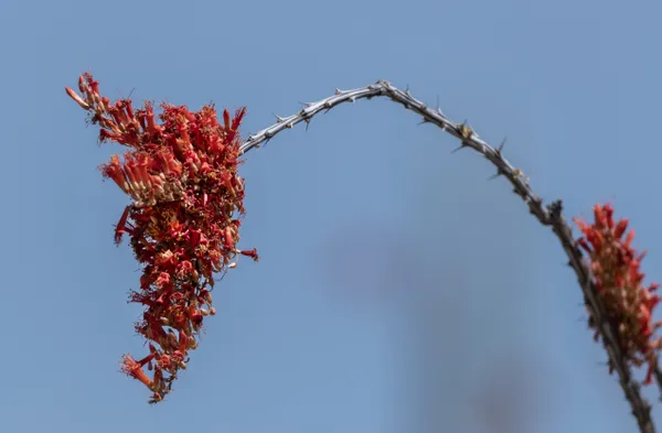 Desert Splendor: Ocotillo Bloom thumbnail