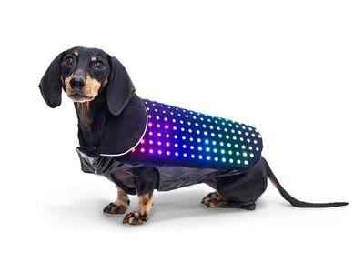 The party doesn't start until Disco Dog walks in.