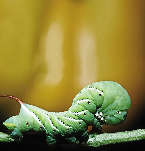 Caterpillars appear to walk in a wavelike motion
