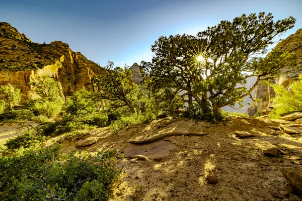 Afternoon Sunburst in Zion thumbnail