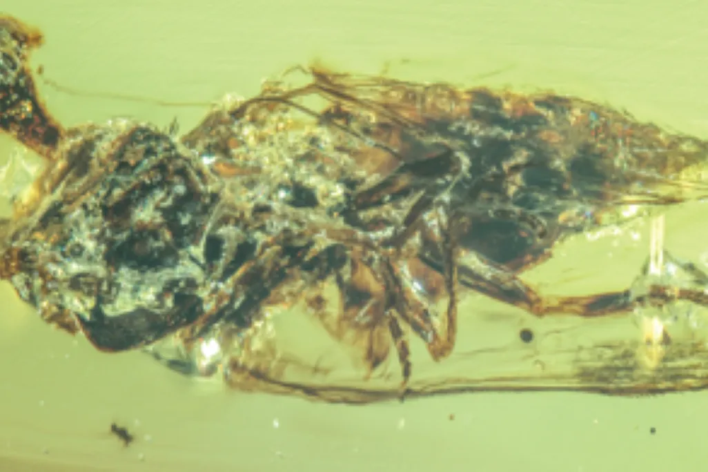 a fly in amber, infected by a fungus