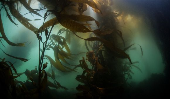Next time you enjoy some creamy ice cream or zesty salad dressing, thank kelp! (Photo credit: Velvetfish/iStock/Thinkstock)