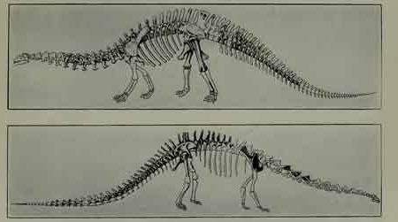 The reconstructed skeleton of "Brontosaurus" from W.D. Matthew's 1915 book Dinosaurs.