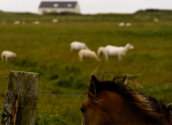 Pensive in Tiree thumbnail